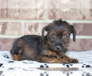 Pinny-Poo Puppy for sale in FREDERICKSBG, OH, USA