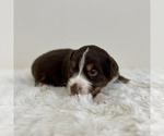 Small Photo #57 Aussiedoodle Miniature -Miniature Bernedoodle Mix Puppy For Sale in CULPEPER, VA, USA