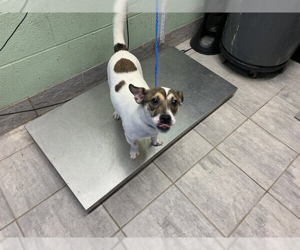 Medium Photo #1 Mutt Puppy For Sale in Grand Prairie, TX, USA