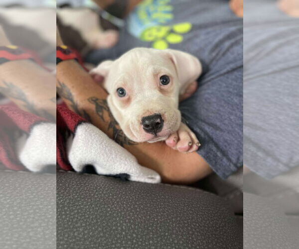 Medium Photo #1 American Pit Bull Terrier-Unknown Mix Puppy For Sale in Derwood, MD, USA