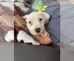 Small American Pit Bull Terrier Mix