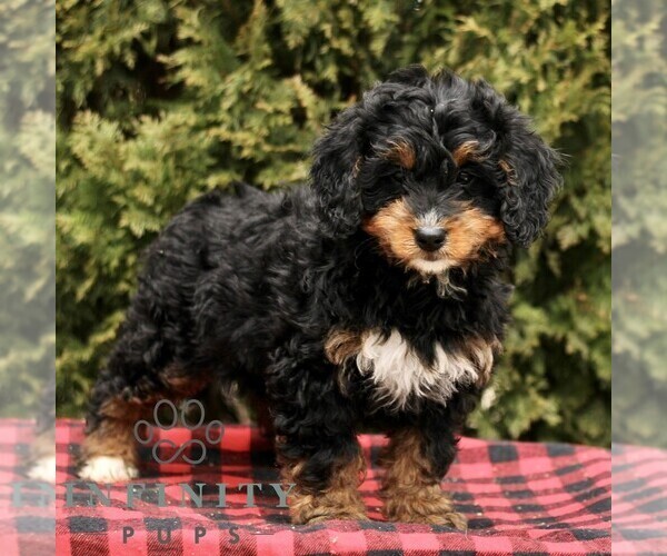 Medium Photo #4 Bernedoodle (Miniature) Puppy For Sale in LEOLA, PA, USA