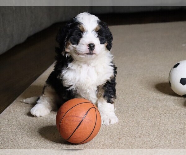 Medium Photo #1 Miniature Bernedoodle Puppy For Sale in FREDERICKSBG, OH, USA