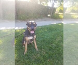 Rottweiler-Unknown Mix Dogs for adoption in Dana Point, CA, USA