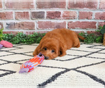Small #2 Cavapoo (Miniature)