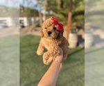 Puppy Puppy 4 Goldendoodle (Miniature)