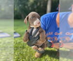 Small #3 Labrador Retriever Mix
