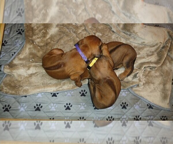 Medium Photo #14 Rhodesian Ridgeback Puppy For Sale in ONEIDA, TN, USA