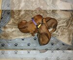 Small #13 Rhodesian Ridgeback