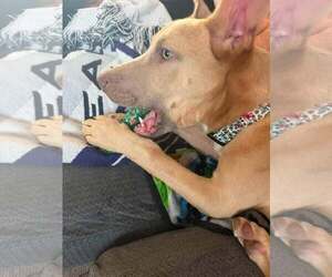 Jazzy - Female American Pit Bull Terrier-Unknown Mix Dog for Adoption - Photo #7