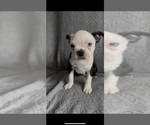 Small #1 Boston Terrier