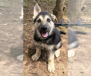 German Shepherd Dog Dogs for adoption in Newfoundland, PA, USA
