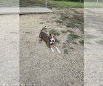Small #1 Labrador Retriever Mix