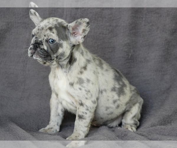 Medium Photo #6 French Bulldog Puppy For Sale in SILVER SPRING, MD, USA