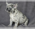 Small Photo #6 French Bulldog Puppy For Sale in SILVER SPRING, MD, USA