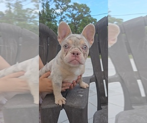 French Bulldog Puppy for sale in NORTH PORT, FL, USA