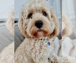 Small Photo #1 Cavapoo (Miniature) Puppy For Sale in WAUSEON, OH, USA