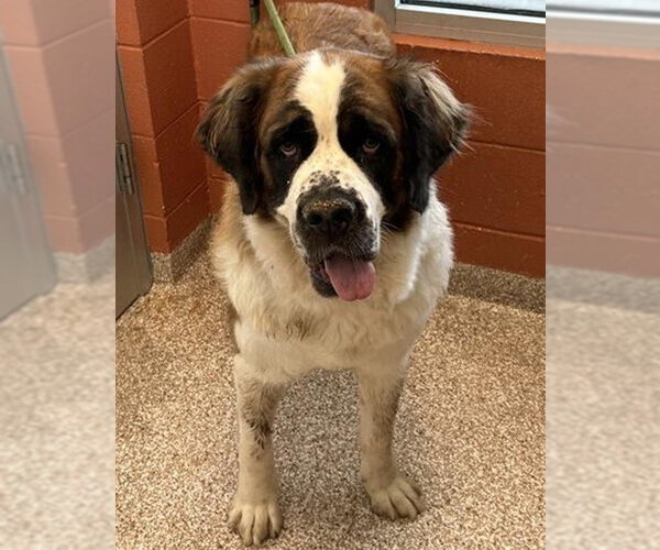 Medium Photo #2 Saint Bernard-Unknown Mix Puppy For Sale in Fort Collins, CO, USA