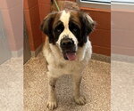 Small #1 Saint Bernard Mix