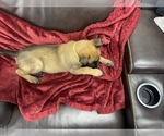 Small Photo #88 Belgian Malinois Puppy For Sale in REESEVILLE, WI, USA