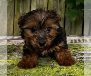 Yorkshire Terrier Puppy for sale in MOUNT CLEMENS, MI, USA