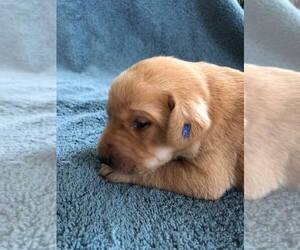Labrador Retriever Puppy for sale in BROWNS VALLEY, CA, USA