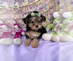 YorkiePoo Puppy for sale in BOLINGBROOK, IL, USA