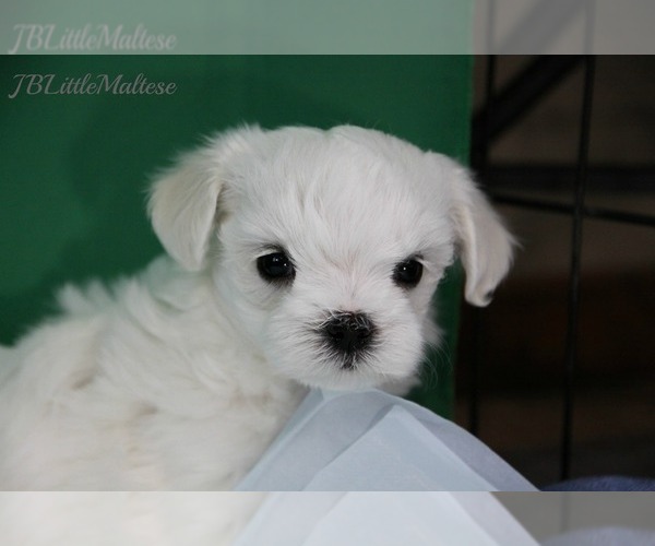 Medium Photo #1 Maltese Puppy For Sale in Kakabeka Falls, Ontario, Canada