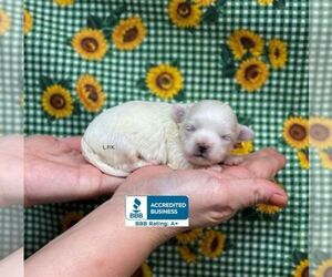 Maltese Puppy for sale in WINNSBORO, LA, USA