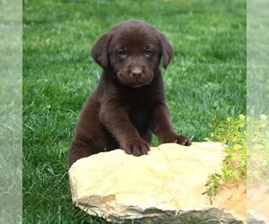 Labrador Retriever Puppy for sale in EPHRATA, PA, USA