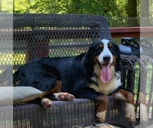 Bernese Mountain Dog Puppy for sale in LITTLE ROCK, AR, USA