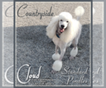 Small Photo #16 Poodle (Standard) Puppy For Sale in MANCHESTER, MI, USA