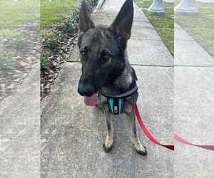 German Shepherd Dog Dogs for adoption in Plantation, FL, USA