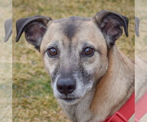 German Shepherd Dog-Unknown Mix Dogs for adoption in Huntley, IL, USA