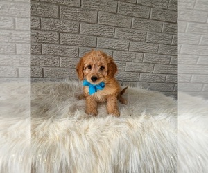 Goldendoodle (Miniature) Puppy for sale in INDIANAPOLIS, IN, USA