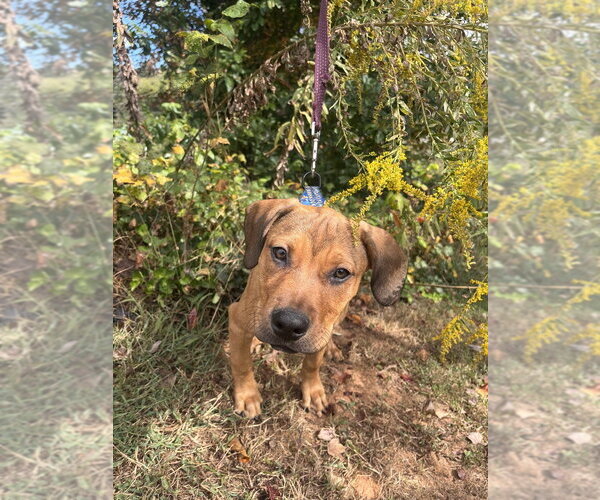 Medium Photo #1 Mutt Puppy For Sale in Candler, NC, USA