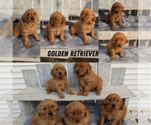 Medium Golden Retriever