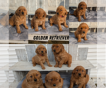 Small Golden Retriever