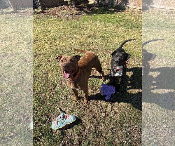 Medium Photo #3 Labrador Retriever-Unknown Mix Puppy For Sale in Doylestown, PA, USA