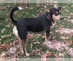 Small #11 German Shepherd Dog Mix