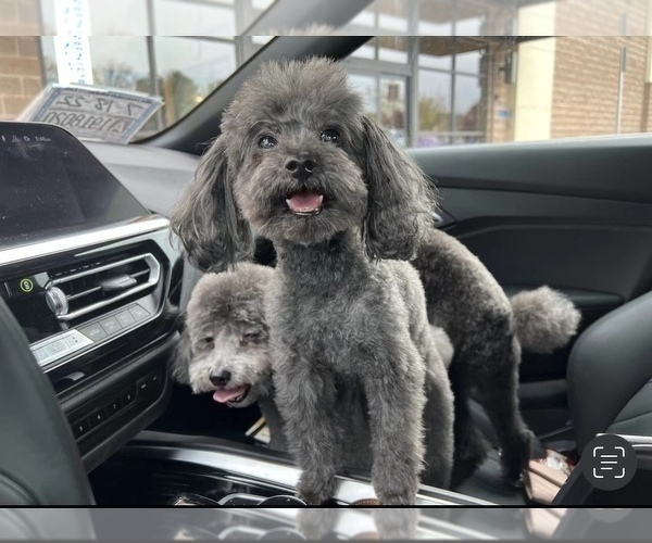 Medium Photo #1 Poodle (Miniature) Puppy For Sale in CORVALLIS, OR, USA