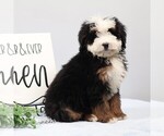 Small #2 Bernedoodle (Miniature)
