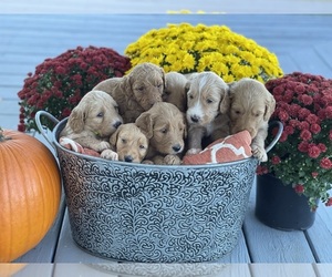 Golden Labrador-Goldendoodle Mix Puppy for sale in MADISON, GA, USA