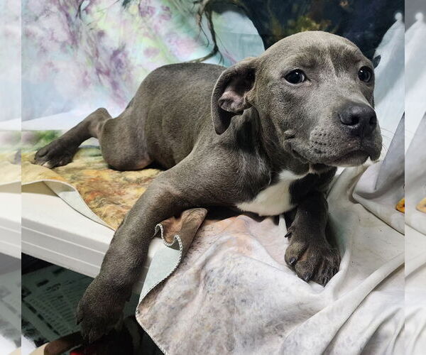 Medium Photo #4 American Pit Bull Terrier-Unknown Mix Puppy For Sale in Wetumpka, AL, USA