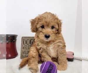 Goldendoodle-Poodle (Toy) Mix Puppy for sale in ORO VALLEY, AZ, USA