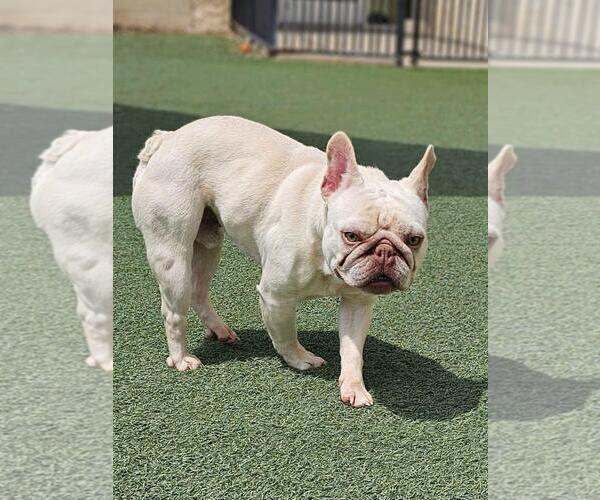Medium Photo #2 French Bulldog-Unknown Mix Puppy For Sale in Rockwall, TX, USA