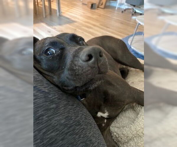 Medium Photo #11 American Pit Bull Terrier-Staffordshire Bull Terrier Mix Puppy For Sale in Oakhurst, NJ, USA