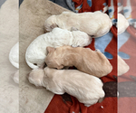 Small #7 Labradoodle