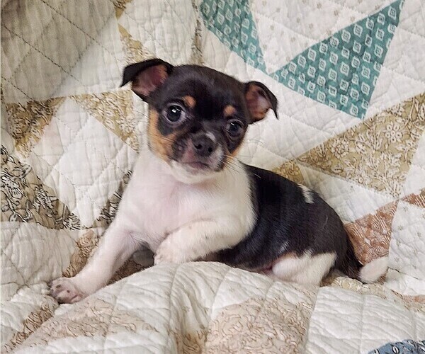 Medium Photo #2 Chihuahua Puppy For Sale in RUSTBURG, VA, USA
