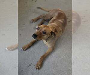 Mutt Dogs for adoption in Woodsfield, OH, USA
